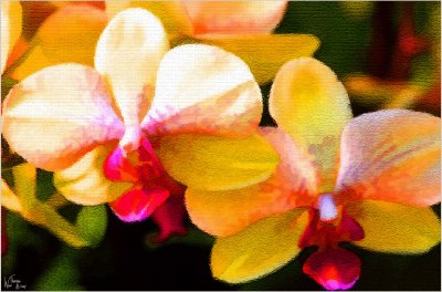 Orchids03.jpg