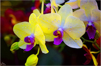 Orchids06.jpg