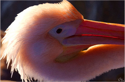 Backlit Pelican.jpg