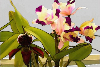 Orchids08.jpg