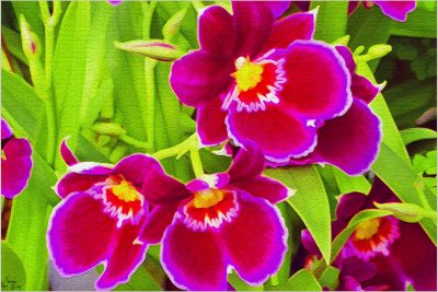 Spring Orchids.jpg