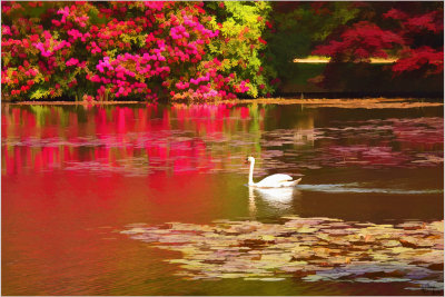 Swan- Sheffield Park.jpg