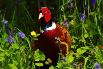 A Wise Old Bird- Wahehurst Place.jpg