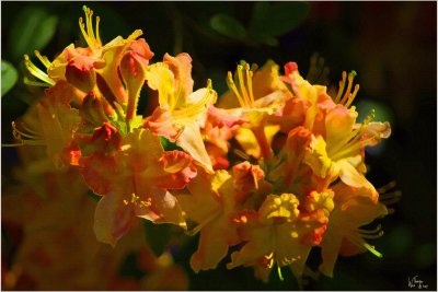 Azaleas01.jpg