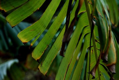 DSC_0100w.jpg