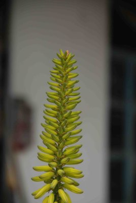 DSC_0145w-1.jpg