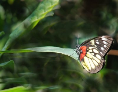 Butterfly-w.jpg