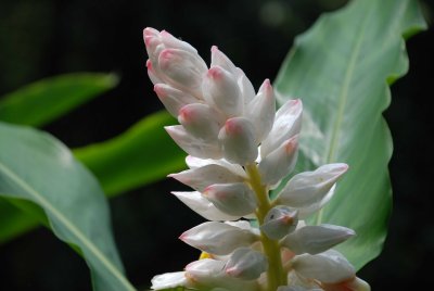 Flowers - Close Up Photos