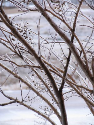 IMG_0610_Resized.JPG
