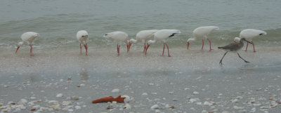 Line of Ibis on the Beach