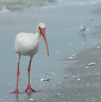 Lone Ibis on the Beach