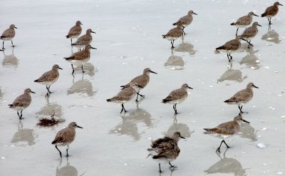 Flock of Red Knots on Beach