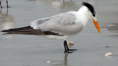 Portrait of a Royal Tern