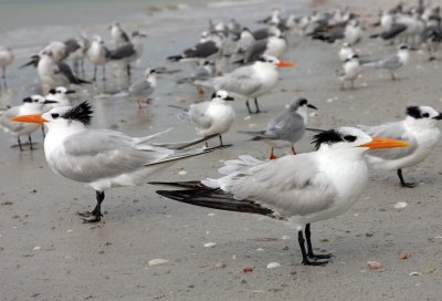 Royal Terns & Gulls on Beach