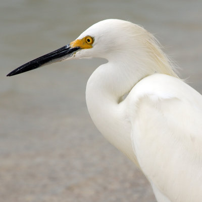 Headshot of a Snowy Egret