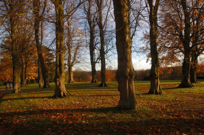 Trees at the Waddesdon Estate