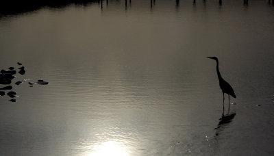 Morning Silhouette