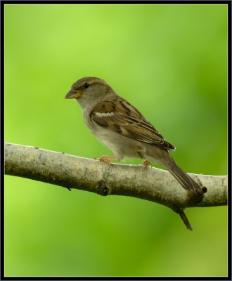 House Sparrow - Female