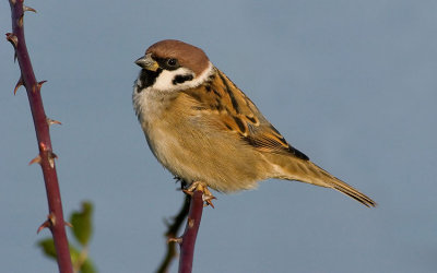 Tree Sparrow