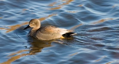 Gadwall