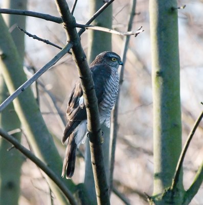 Sparrowhawk