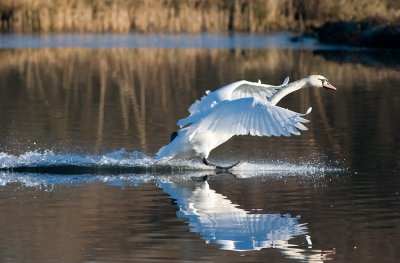 Mute Swan