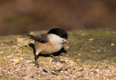 Willow Tit
