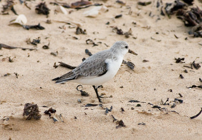 Sanderling