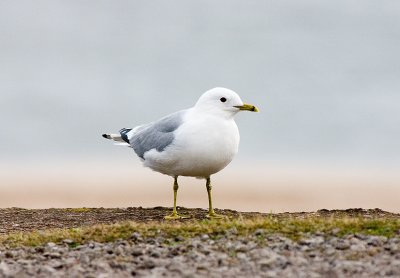 Common Gull