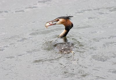 Great Crested Grebe