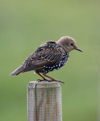 Starling
