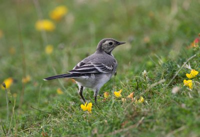Wagtail, Pied