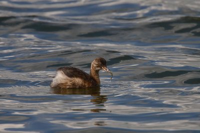 Little Grebe