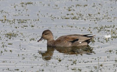 Gadwall