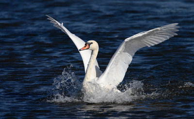 Mute Swan