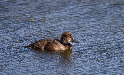 Tufted Duck