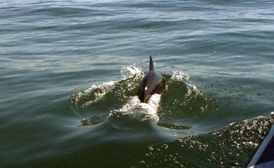 Dolphin, Walvis Bay