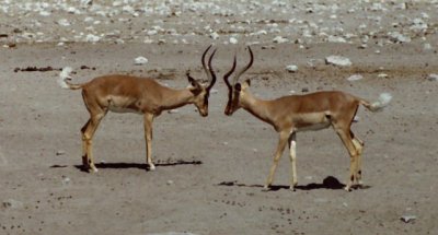 Etosha