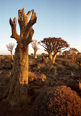 Quiver Trees (2)