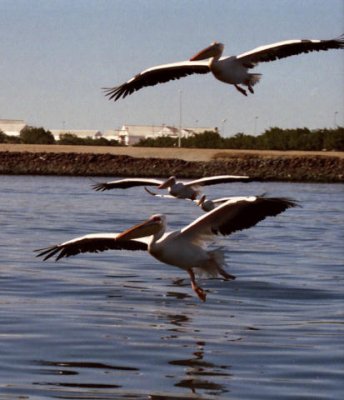 Walvis Bay