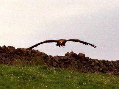 Wings Over Mull