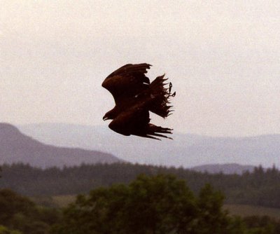 Wings Over Mull