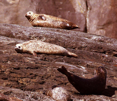 Seals