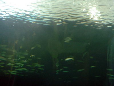 Acuario_Veracruz_ 028.jpg