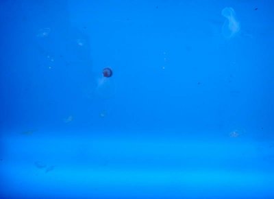 Acuario_Veracruz_ 039.jpg