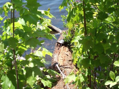northwood_forest_may_29_2007