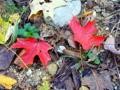 oct15 014 Large.JPG