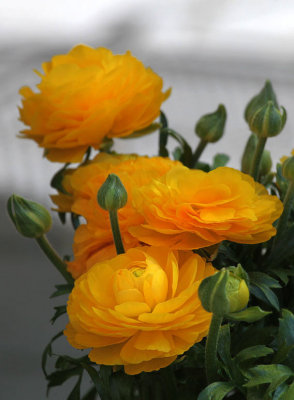 Ranunkeln / Ranunculus