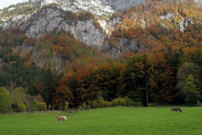 auf Ennetrsligen (Ennenda)