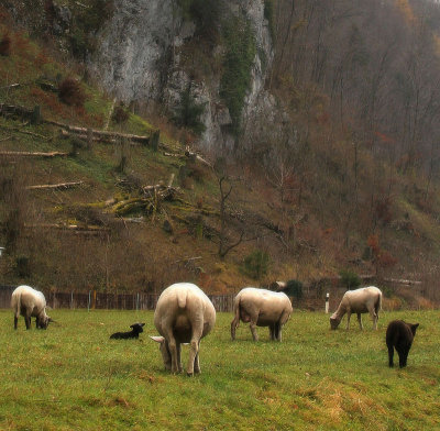 Schafe im Langgetli